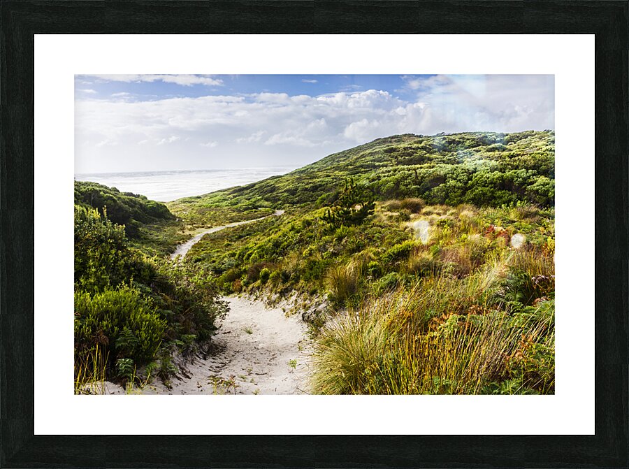 Sand dune path leading to Tasmania beach landscape Picture Frame print