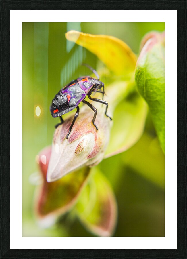 Beetle botanics Picture Frame print