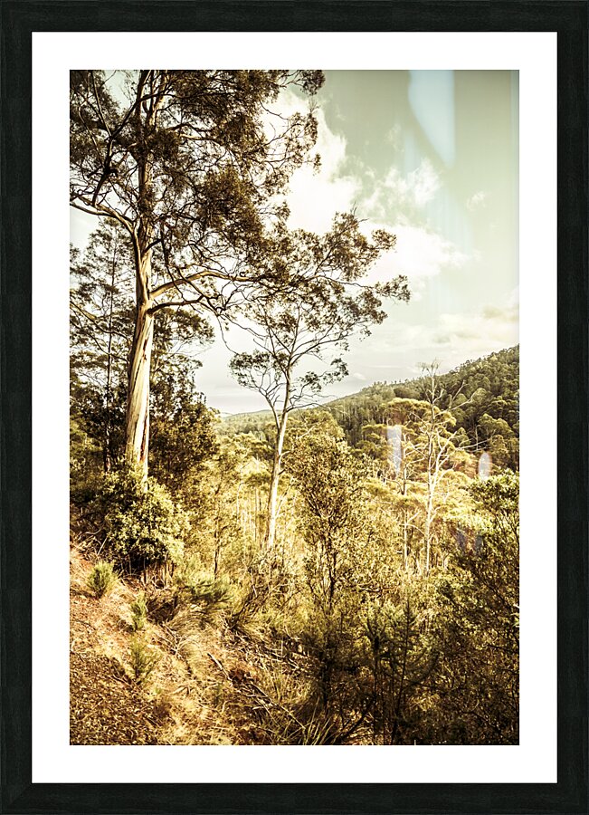 Gumtree bushland Picture Frame print