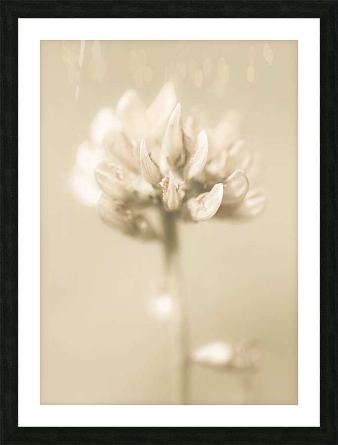 Soft pastel flower Picture Frame print