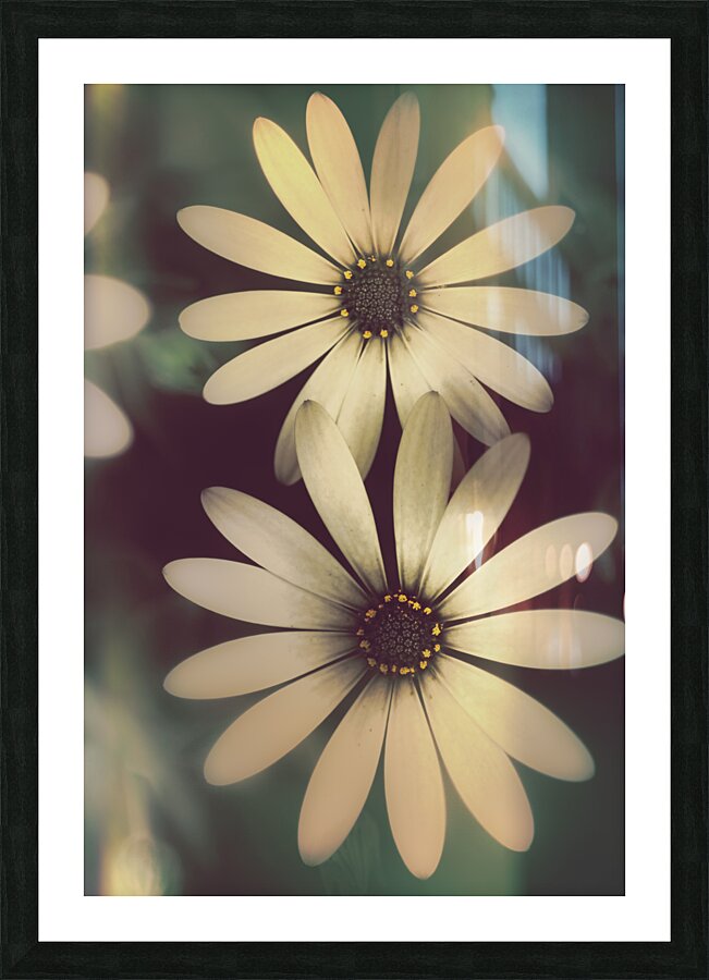 Two daisies growing in a spring garden field Picture Frame print