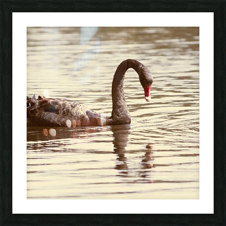 Reflective beauty Picture Frame print