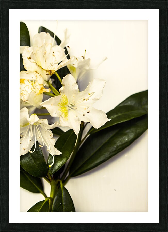 Japanese flower art Picture Frame print