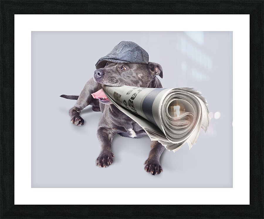 Isolated newspaper dog carrying latest news Picture Frame print