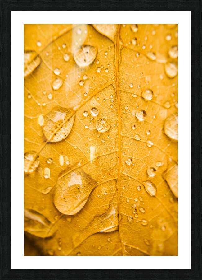 Leafy tropics Picture Frame print