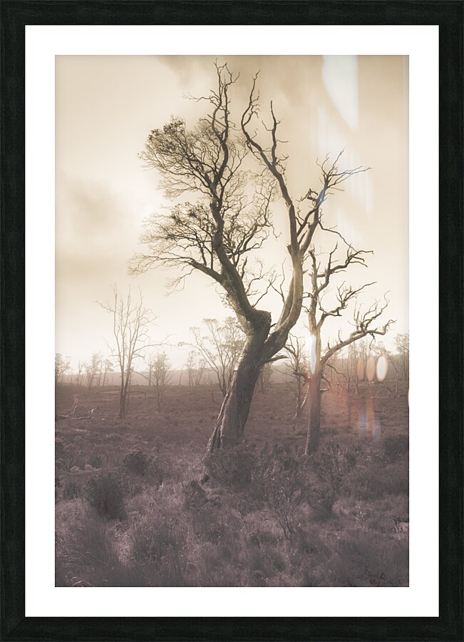 Mystery tree in a dark scary forest Picture Frame print