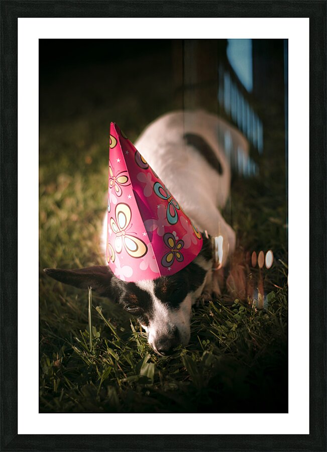 Partied out party animal Picture Frame print