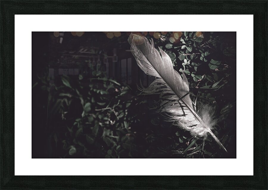 Feather quill lying in green grass. Writers guild  Picture Frame print