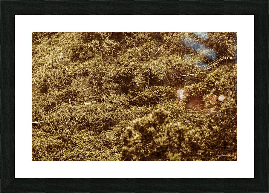 Woodland walk Picture Frame print