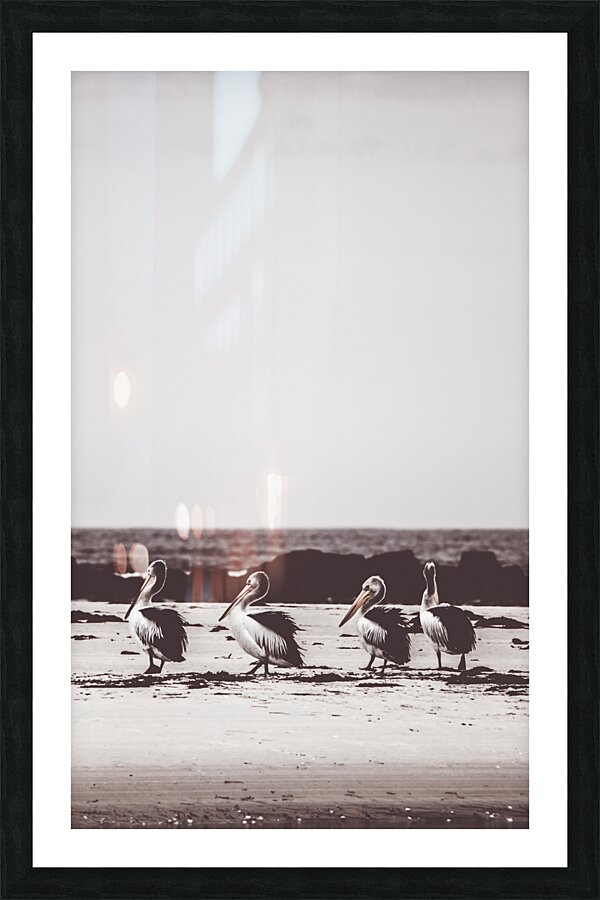 Policemans Point Pelicans Picture Frame print