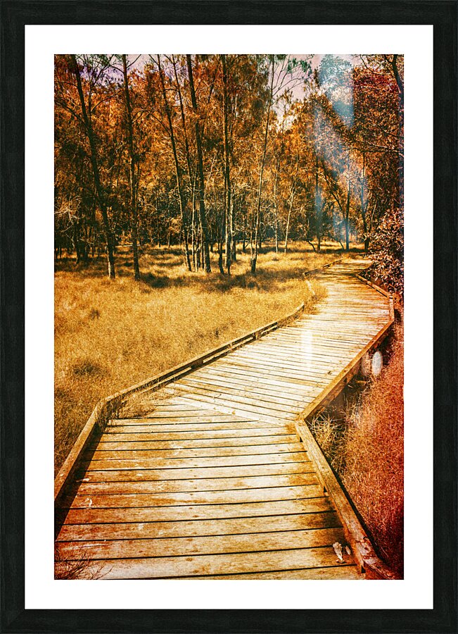 Path to autumn marshlands Picture Frame print