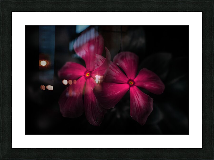 Pink periwinkle pair Picture Frame print