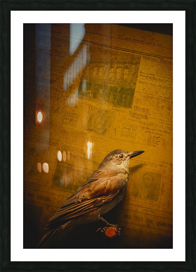 The messenger bird Picture Frame print