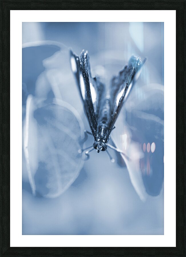 Blue spring Picture Frame print