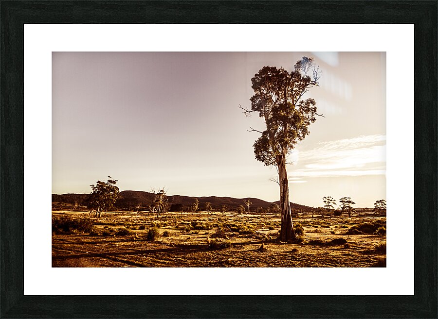 Freycinet bushland background Picture Frame print