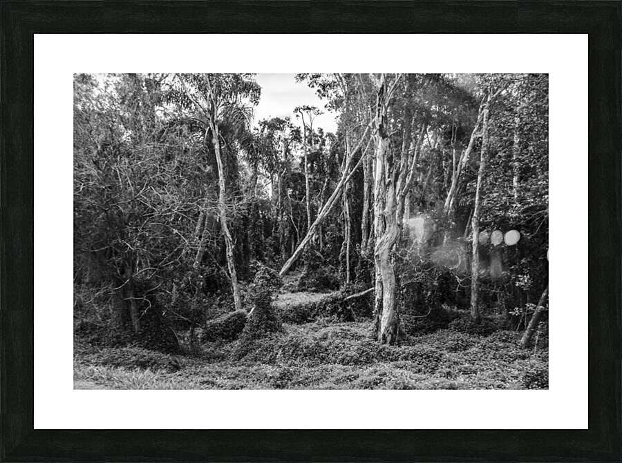 Wildering woods Picture Frame print