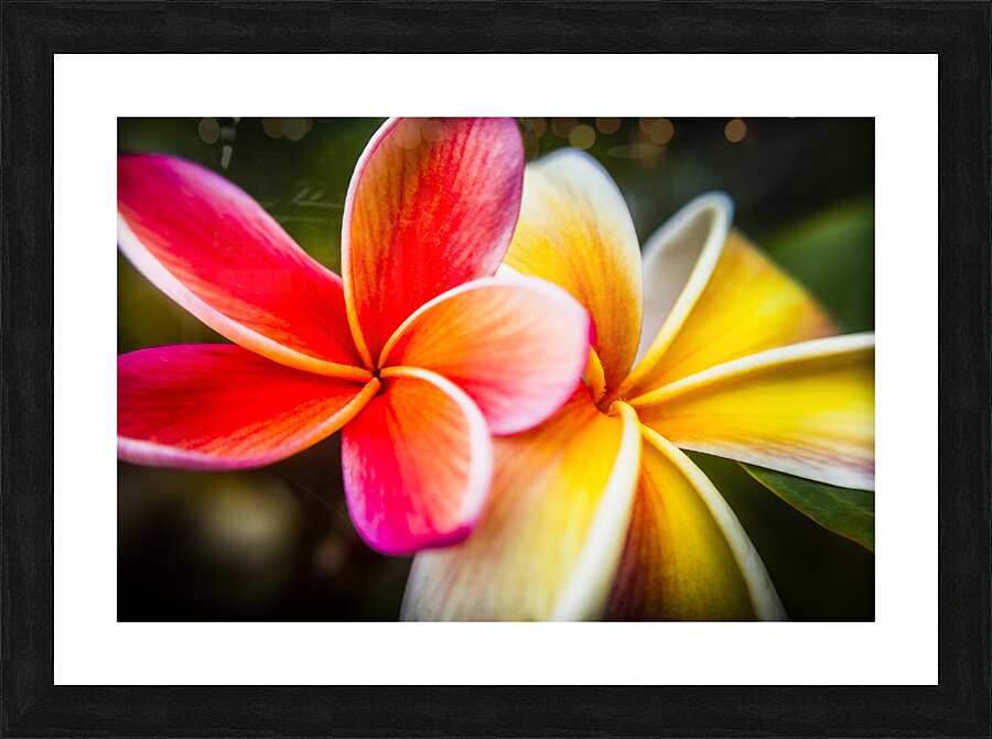 Colorful tropics Picture Frame print
