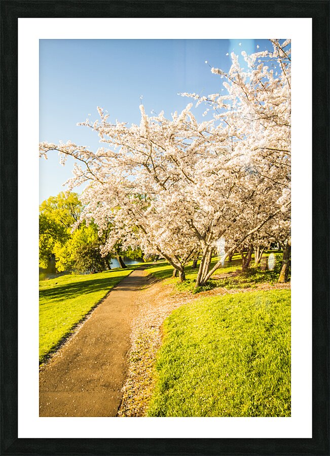 Cherry blossom lane Picture Frame print