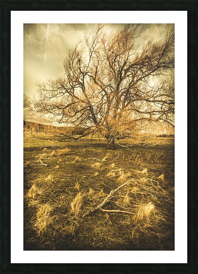 Dead tree in seasons bare Picture Frame print