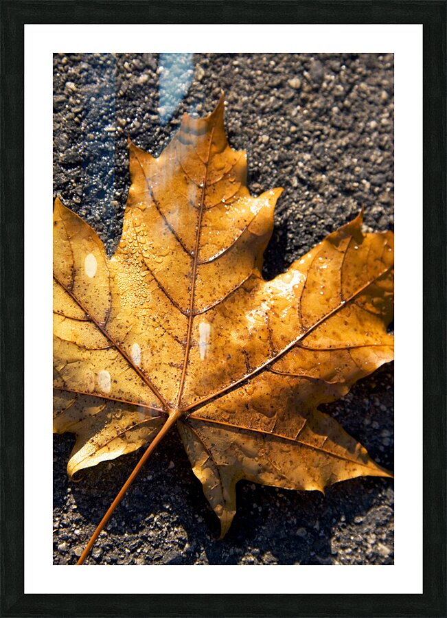 The Fall Of Autumn Picture Frame print