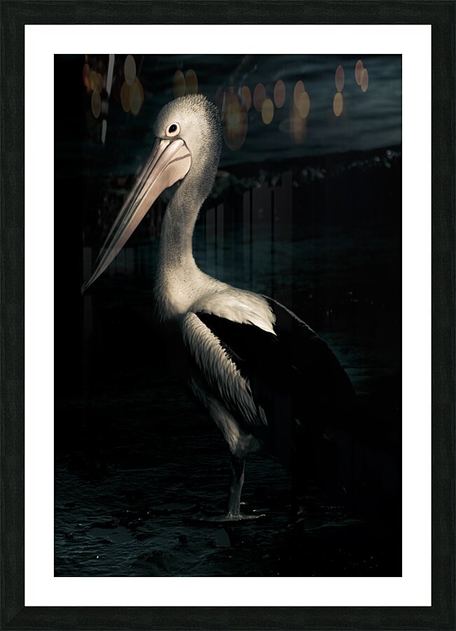 Twilight Pelican Picture Frame print