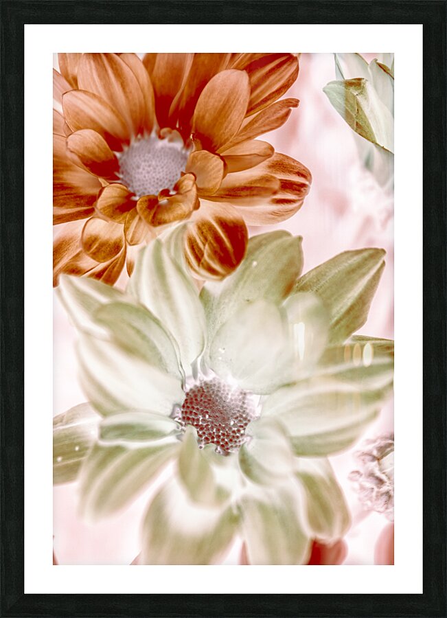 Chrysanthemum creativity Picture Frame print
