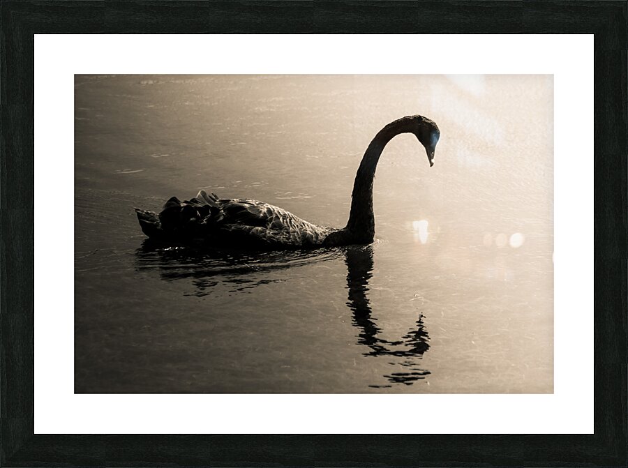 Silhouetted Picture Frame print