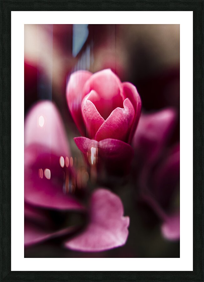 Sparaxis Grandiflora flower macro Picture Frame print