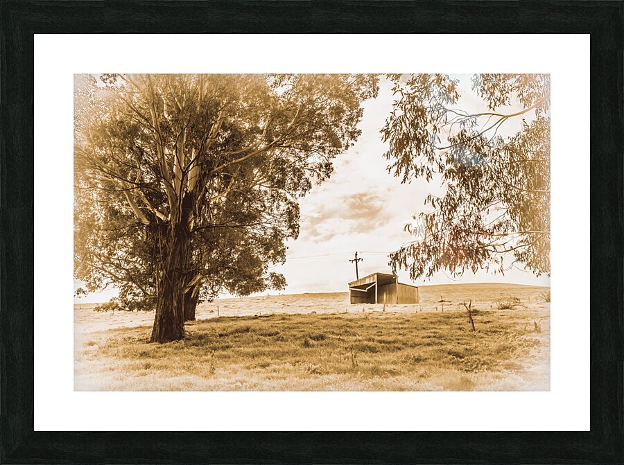 Old farmstead shack Picture Frame print