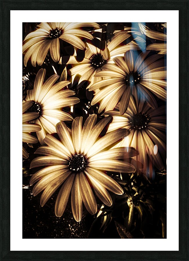 Cape daisy darkness Picture Frame print