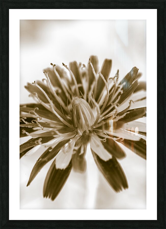 Beige n bloom Picture Frame print