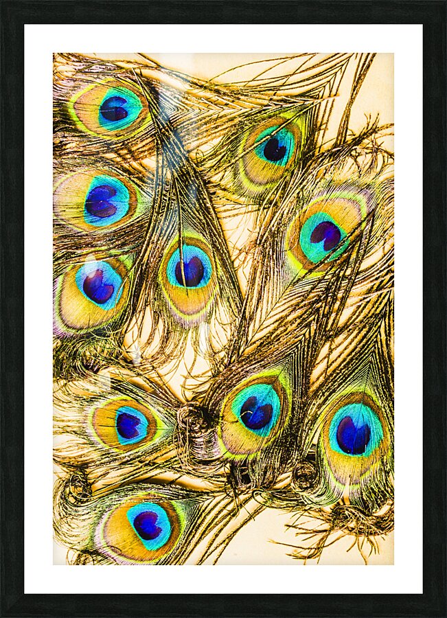 Peacock feathers still life Picture Frame print