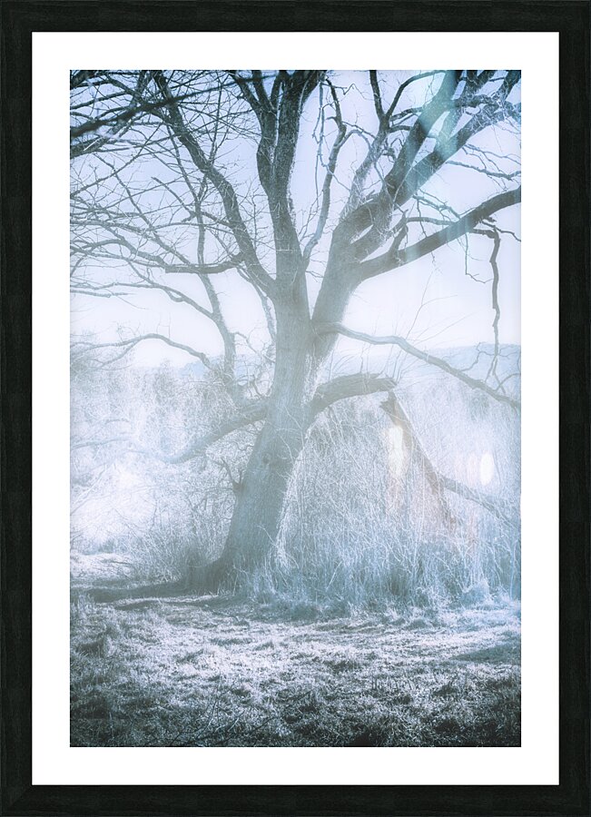Tree of frost bite Picture Frame print