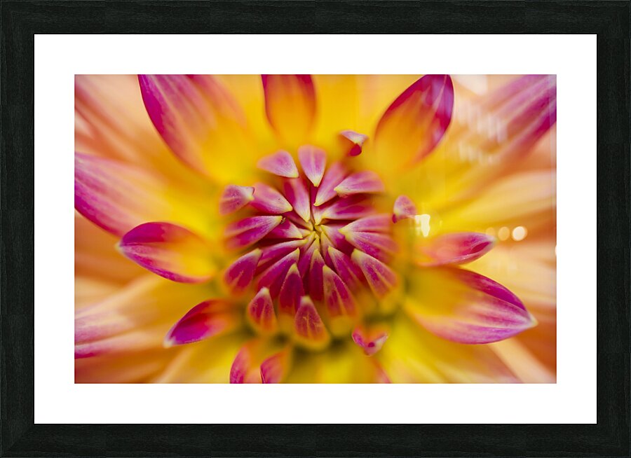 Beautiful colourful flower macro. Spring beauty Picture Frame print