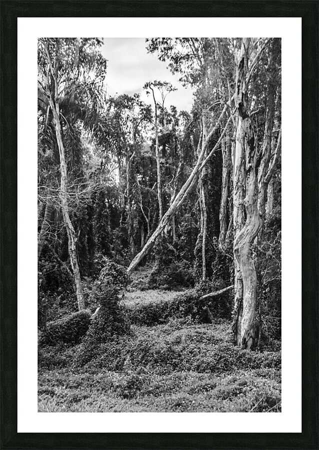 Vintage Outbacks Picture Frame print