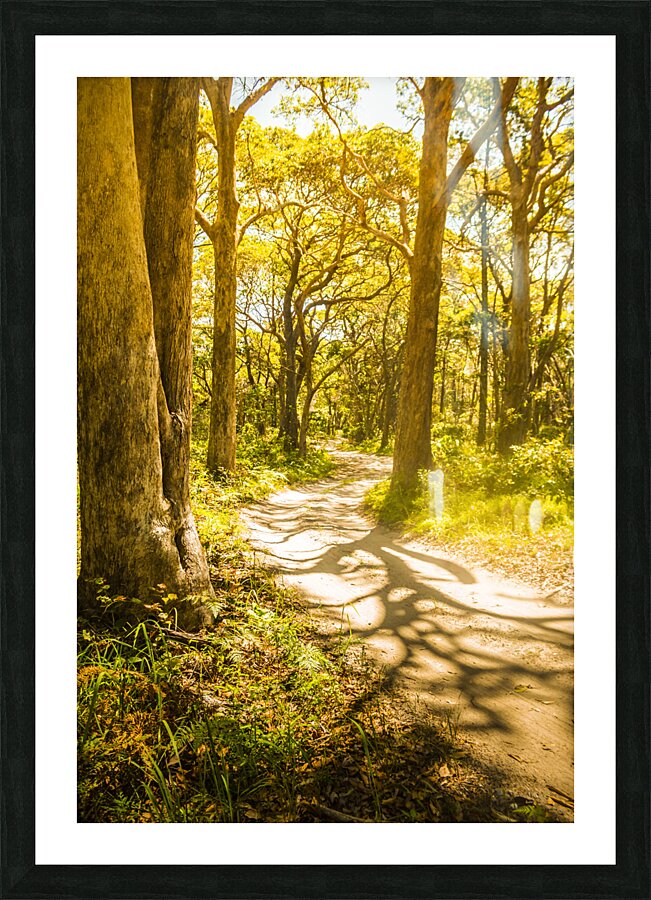 Trailing tales and forest footpaths Picture Frame print