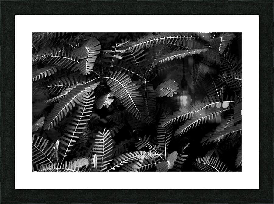 Ferns by the river Picture Frame print