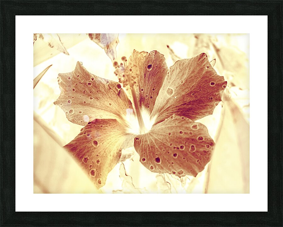 Hi-biscus Picture Frame print