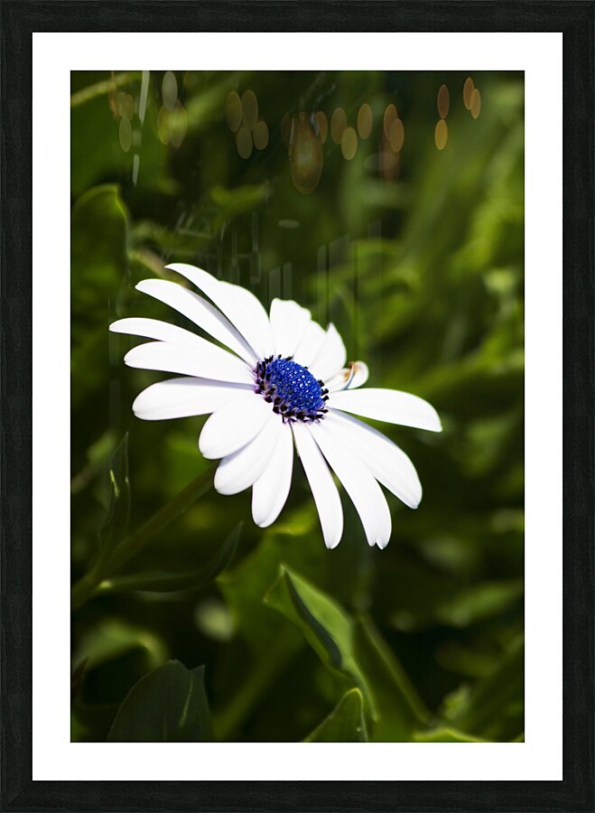 Blossoming Harmony Picture Frame print