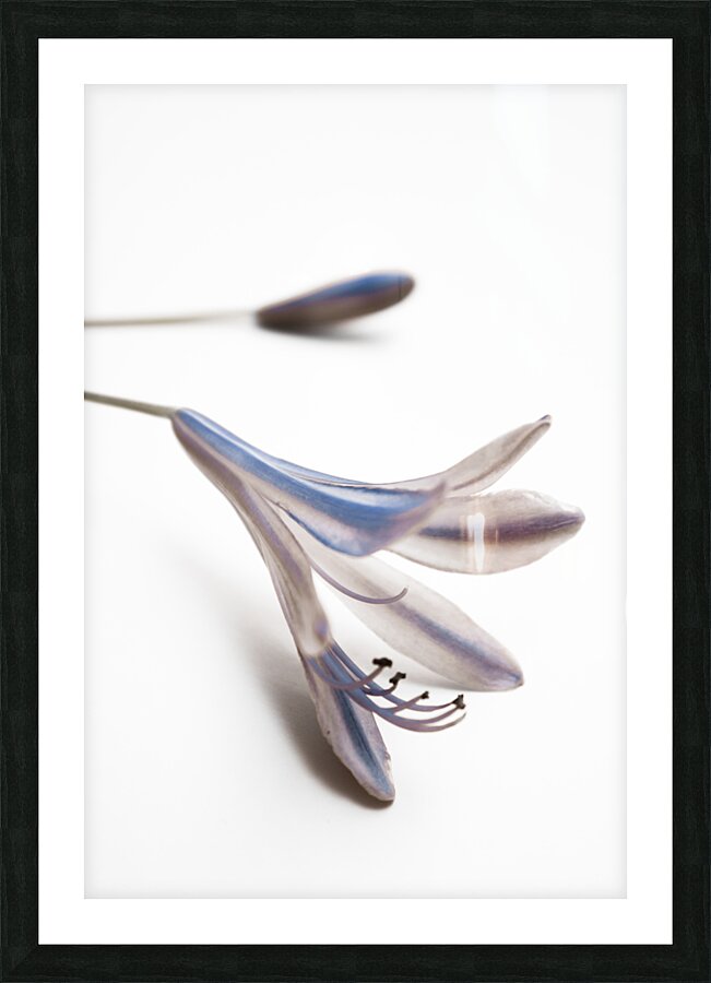 Blue Bell Agapanthus flower  Picture Frame print