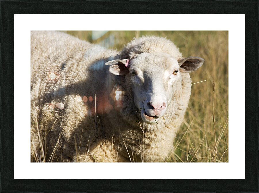 Outback Sheep Picture Frame print