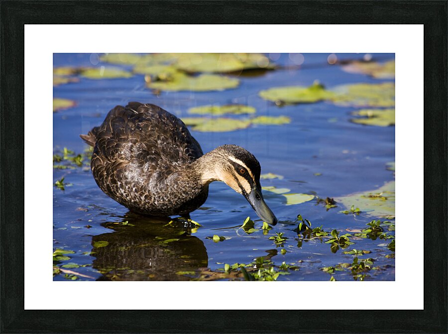 Duck Hunt Picture Frame print