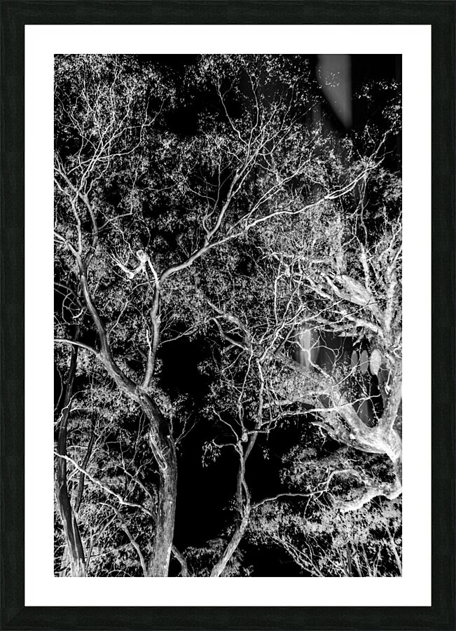 Tree dream Picture Frame print