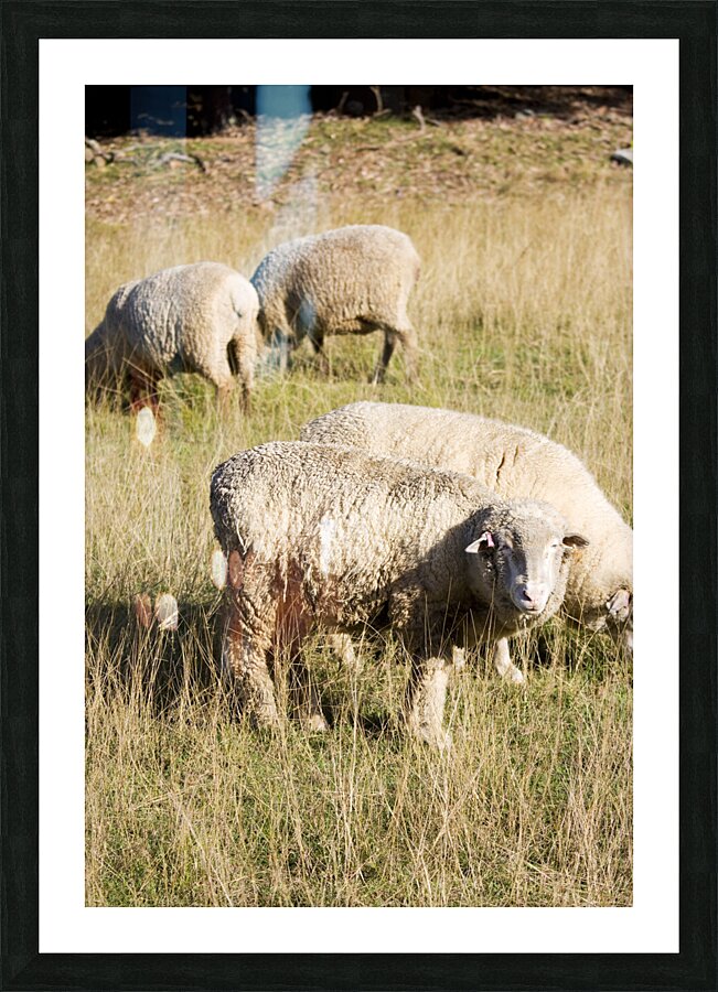 Farmyard Scene Picture Frame print
