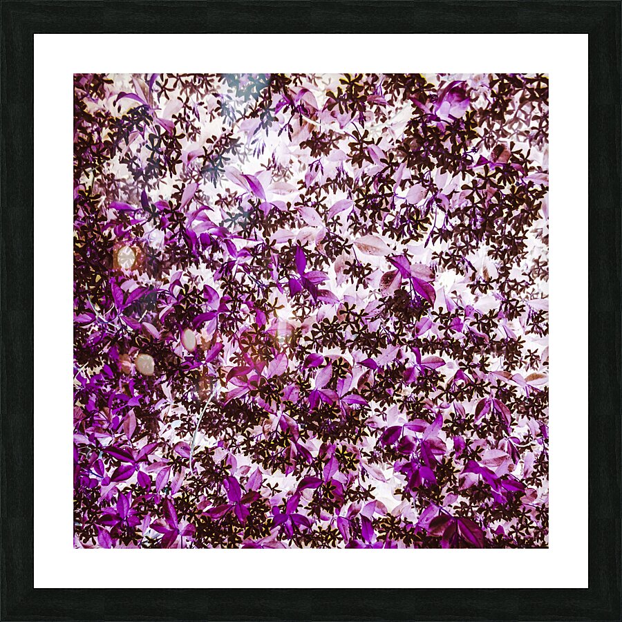 Canopies light Picture Frame print