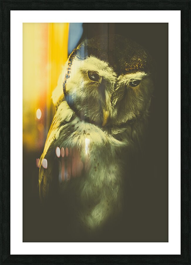 Night owl Picture Frame print