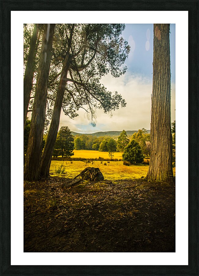 Forest tree vista Picture Frame print