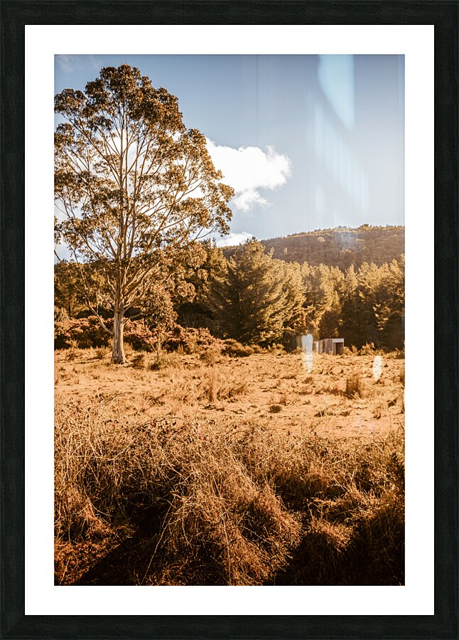 Scene from the outback Picture Frame print
