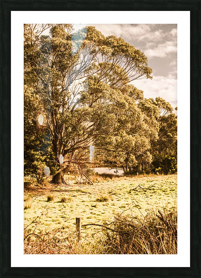 Vivid tree in a outback Australia Picture Frame print