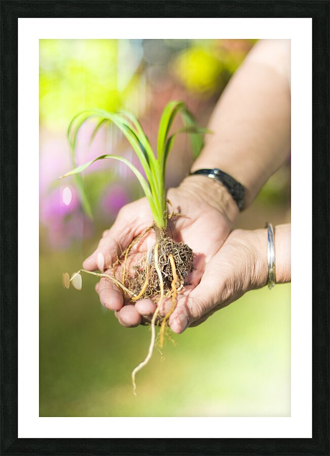 Hands Holding Plant Picture Frame print